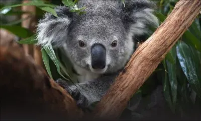 L'Australie considère les koalas "en danger"