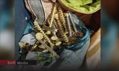 Vol de métaux précieux à Goodlands : trois nouvelles arrestations 