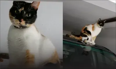 Chat perdu à Camp-Caval, Curepipe : appel à l’aide pour retrouver Shoune