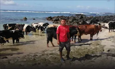 Sanjay Bissonnee, l’homme qui murmure à l’oreille des bovins 