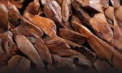 Dans le nord du pays : des voleurs de bois de santal pris en flagrant délit 