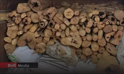 Saisie de Rs 3 M de bois de santal : un habitant de Dagotière arrêté 