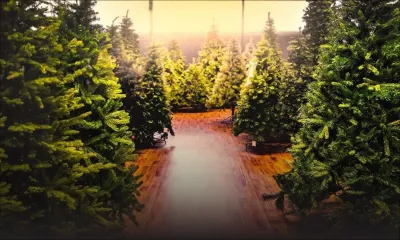 Noël 2022 : 2 500 sapins mis en vente