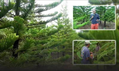 Arbre de Noël : quand l’araucaria a la cote 