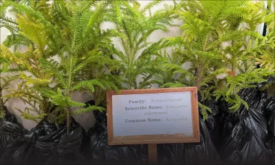 Département des Bois et Forêts : des sapins naturels en vente à Rs 200 à partir du 21 décembre 