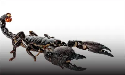 Des scorpions provoquent des frissons au port 