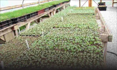 IFAD to help Mauritius boost seed sector