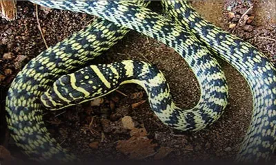 Que faut-il savoir sur le serpent qui a été aperçu à Quatre-Bornes ?