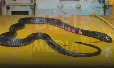 Rade de Port-Louis : un «serpent» découvert dans un conteneur