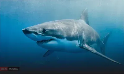 Nouvelle attaque mortelle de requin en Australie, la 3e depuis le début de l'année