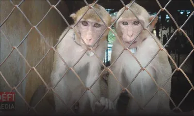 Exportation des singes de Maurice vers des laboratoires : des ONG réclament l’intervention du PM 