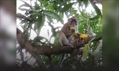 Grande-Rivière Sud-Est : un singe qui aime les mangues dérange le quotidien d’une famille