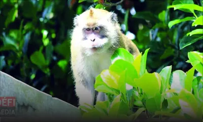 Attaqué par un singe : «Dokter mem in dir mwa mo ena sans pa marse»