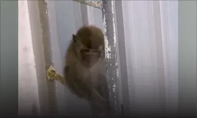 Rose-Hill : le singe qui terrifiait tout un quartier finalement capturé