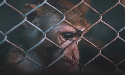 Ferme illégale - 440 singes capturés à JinFei : casse-tête pour l’Agro-industrie