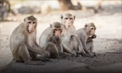 Environ 250 singes découverts dans un bâtiment à Jin Fei  