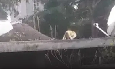 Baie-du-Cap : trois singes, dont l’un avait attaqué un enfant, sèment la terreur 