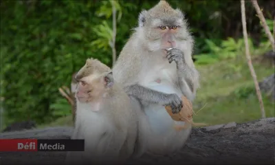«Vaccin à 90 % efficace» contre la Covid-19 : «Des singes mauriciens ont aidé à l’élaboration de ce vaccin», affirme la Cyno Breeders Association