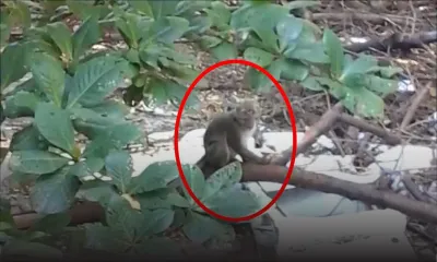 Plaine-Verte : « un singe rôde depuis trois semaines », confie une habitante