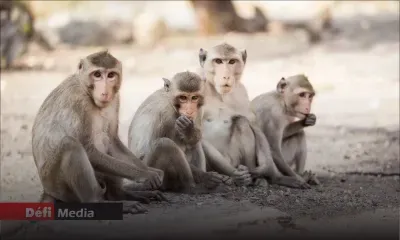 Au premier semestre 2025 -Exportation de primates : plus de Rs 2 milliards de recettes