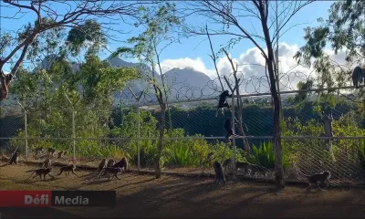 Prolifération des singes : un problème qui prend de l’ampleur 