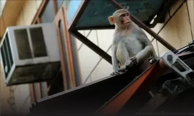 Inde : deux hommes arrêtés pour avoir volé de l'argent à l'aide de singes