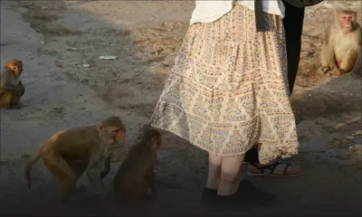 Inde : des touristes prenant des selfies attaqués par des singes au Taj Mahal