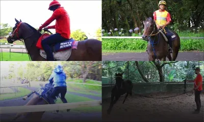 Hippisme - saison 2020 : le Centre Guy Desmarais reprend vie