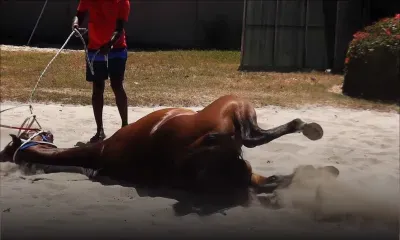 Rameshwar Gujadhur Stable Open Day 2019