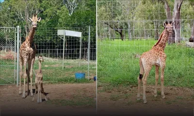 Casela Nature Parks accueille le deuxième bébé girafe mauricien