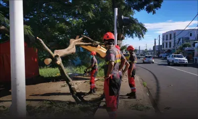 Chebel : des pompiers sur la brèche après qu’un arbre s’est effondré