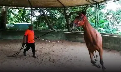 AU Centre Guy Desmarais: Mambo Rock à la longe...