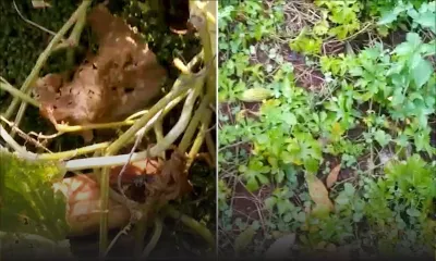 Faute de pouvoir être livrés, des fruits et légumes abandonnés dans des plantations du Sud