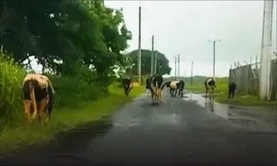 St-Martin : un automobiliste attire l'attention des autorités sur des bœufs qui errent dans la rue
