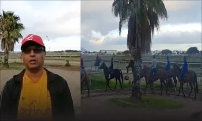 Les chevaux au travail à Milnerton