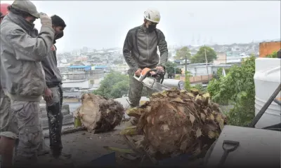 Des vents violents ont provoqué des chutes d’arbres dans la capitale 