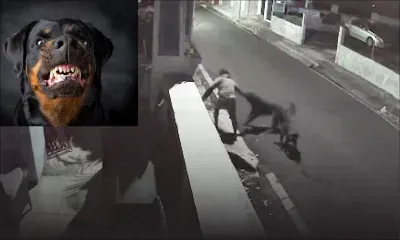 Incident survenu dimanche soir à Port-Louis : Un homme agressé par deux rottweilers risque l’amputation