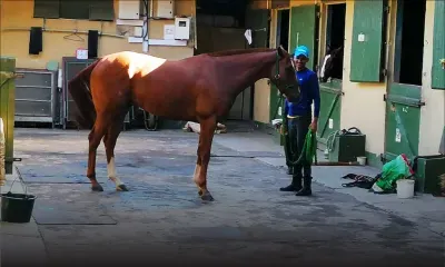 Travail poussé pour plusieurs chevaux