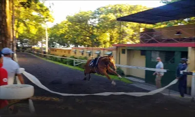 Warm Up: Spring Man prêt à attaquer la saison