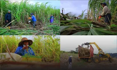 Récolte sucrière: Coupeurs et coupeuses de cannes ces  travailleurs de l'ombre