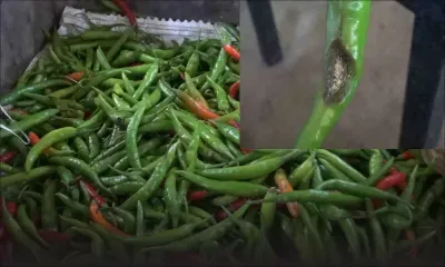 Marché central : les piments sous la menace d'une maladie