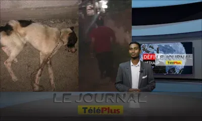 JT - Un couple surpris en train de jeter d’un pont un chien maltraité