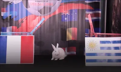 Mondial 2018 : découvrez les pronostics de Zougadou, le lapin mauricien