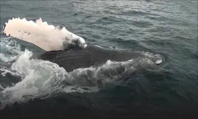 [Xplik ou K Enquête] Une quinzaine de baleines aperçues au large du Morne