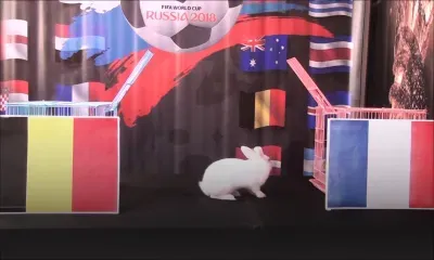 Belgique-France et Croatie-Angleterre : découvrez les pronostics de Zougadou, le lapin mauricien