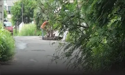 Morcellement Montréal, Coromandel : des branches chargées d'épines versées sur la voie publique