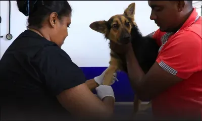 Campagne de stérilisation des animaux