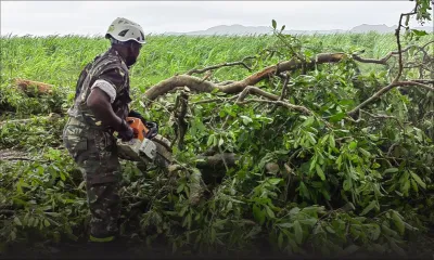 [En images] Chute d’arbres : la SMF en action