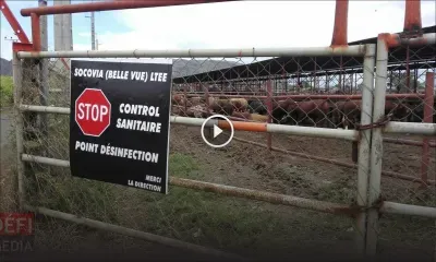 Fièvre aphteuse en Afrique du Sud : le directeur de Socovia rassure, un stock de 1600 bœufs disponible à Maurice