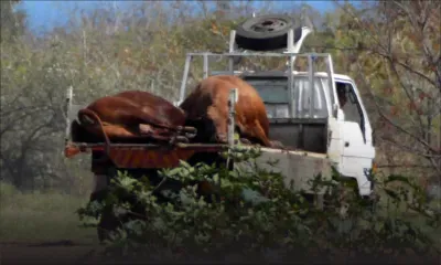 Socovia : une vingtaine de bœufs morts, aucun animal de cette compagnie livré pour le Qurbani